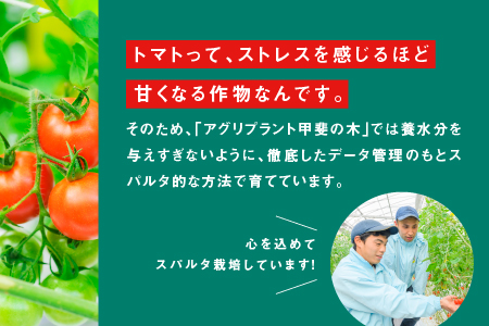 【先行予約】【2024年11月発送】 【訳あり】スパルタ生まれの笑ちゃん フルーツトマト 約2.3kg【配送不可：離島】 GC-16