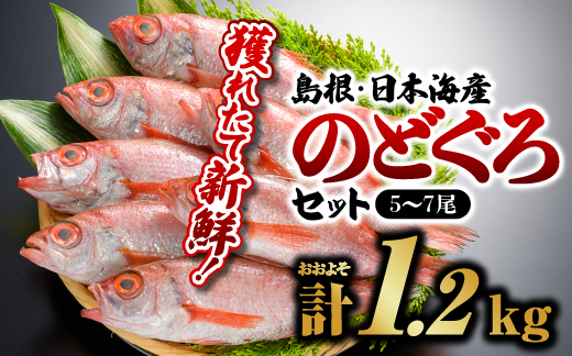 鮮魚セットF のどぐろ 5〜7尾 計約1.2kg 島根 山陰 日本海産