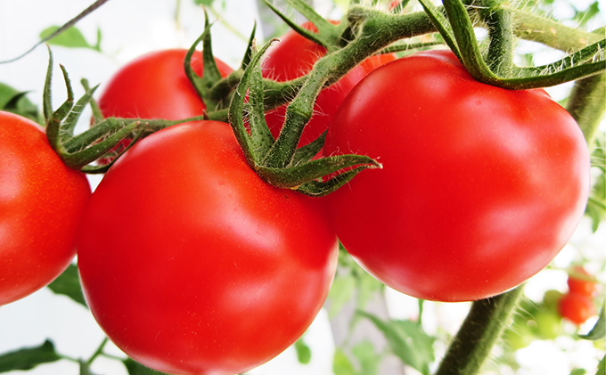 【ギフト】スパルタ生まれの笑ちゃんのトマトジュースギフトセットC 180g×5本 GC-7