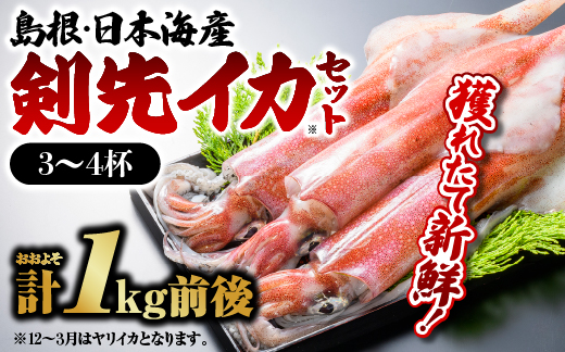 鮮魚セットE イカ 3〜4杯 計約1.0kg 島根 山陰 日本海産
