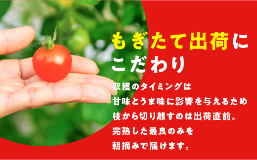 【訳あり】スパルタ生まれのひみこ 冷凍トマト４kg（2kg×2袋）【GC-33】