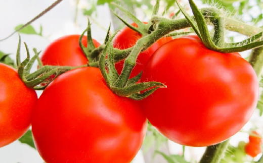 【先行予約】☆ 糖度 １0度以上 ☆ 厳選 スパルタ生まれの笑ちゃん フルーツトマト 約1kg 【GC-35】 お届け：4月中旬～6月中旬ごろ順次発送