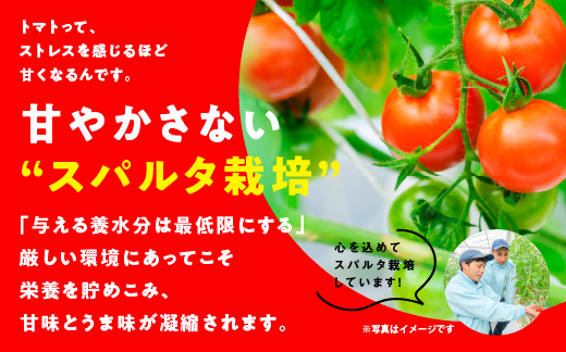 【先行予約】 ☆ 糖度 10度以上 ☆ 厳選 スパルタ生まれのひみこ ミニトマト 約1kg 【GC-36】 お届け：4月中旬～6月中旬ごろ順次発送