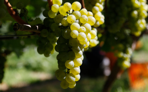 ワイン 奥出雲葡萄園 杜のワイン白? ?国産 ワイン セット 白ワイン 1本 単品 750ml やや甘口 スッキリ 飲みやすい お酒 酒 アルコール 日本ワイン 国産ワイン 地ワイン お取り寄せ 贈り物 プレゼント お祝い 誕生日 記念日 パーティー 人気 おすすめ 送料無料 冷酒 奥出雲 晩酌 家飲み ホームパーティー 女子会 島根県雲南市/有限会社奥出雲葡萄園 [AICS051]