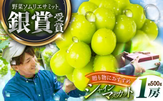 フルーツ 【2026年先行予約】【15個限定】【贈答用】旬の味わいを産地直送で！シャインマスカット 1房（約500g）秀品・化粧箱入り  ぶどう 葡萄 皮ごと 種なし 果物 産直 産地直送 旬 限定 先行予約 高級 ギフト 贈答 贈り物 プレミアム マスカット 大粒 甘い デザート スイーツ 雲南 絶品 フルーツ ご当地 人気 おすすめ 島根県雲南市/ギアファーム [AIAB003]