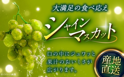 【2026年先行予約】【8月初旬頃から順次発送】【秀品】神紅・シャインマスカット 各1房 計1kg以上 島根県雲南市/池田ぶどう農園 フルーツ 果物 ぶどう セット 食べ比べ 贈答用 　 [AIAA004]