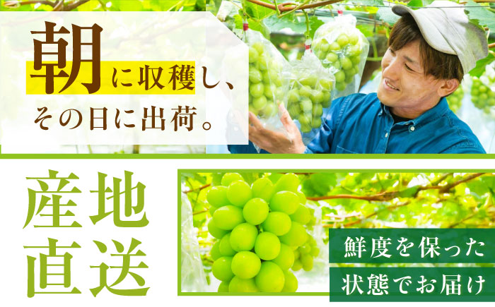 【先行予約：2026年8月中旬より発送】【ご自宅用】農家直送の2品種を食べ比べ！シャインマスカット 1房 ピオーネ 1房（約850g）簡易包装 訳あり 島根県雲南市/ギアファーム [AIAB017]