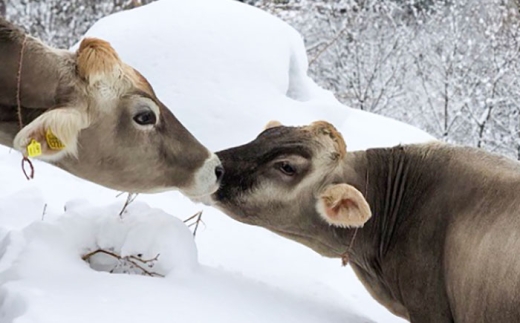 山地酪農牛乳1000ml 牛乳 ミルク 乳製品 生乳 100% 濃厚 島根県雲南市/木次乳業有限会社 [AIBH033]