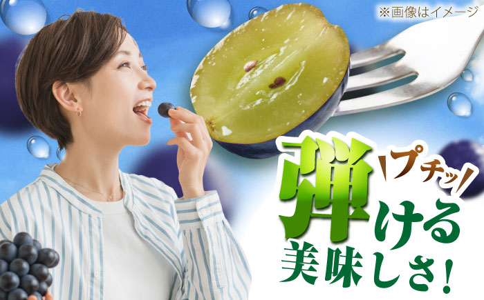 【先行予約：2026年8月中旬より発送】【ご自宅用】旬の味わいを農家直送で！ピオーネ 1房（約400g）簡易包装 訳あり 1万円 島根県雲南市/ギアファーム [AIAB014]