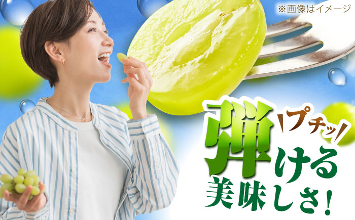 【先行予約：2026年8月中旬より発送】【ご自宅用】農家直送の2品種を食べ比べ！シャインマスカット 1房 ピオーネ 1房（約850g）簡易包装 訳あり 島根県雲南市/ギアファーム [AIAB017]