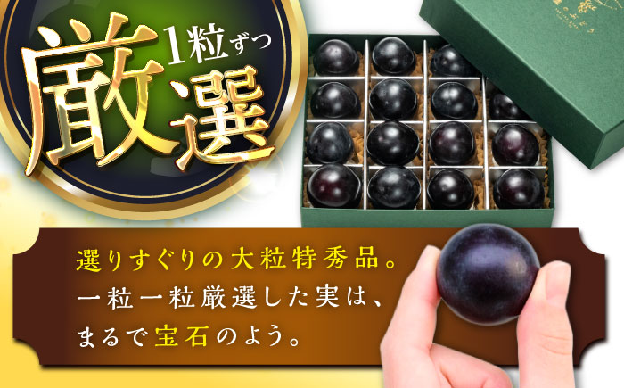 【先行予約：2026年8月下旬より発送】【数量限定】贈り物におすすめ！ピオーネ・ジュエリーBOX 16粒(約240g) 島根県雲南市/ギアファーム [AIAB020]