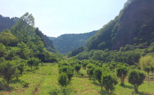 調味料【奥出雲山椒】「頼むからごはんください」ジャコのり・ジャコみそ各2個セット・山椒オリーブオイル1本セット おつまみ ごはんのお供 贈答用 セット 美味しい 佃煮 のり 山椒 ジャコ 奥出雲 調味料 郷土料理 美味しい 名産品 詰め合わせ 贈り物 ギフト お取り寄せ 人気 セット 出雲 奥出雲 雲南 オリーブオイル 詰め合わせ 島根県雲南市/いずも八山椒有限会社社 [AIAF007]