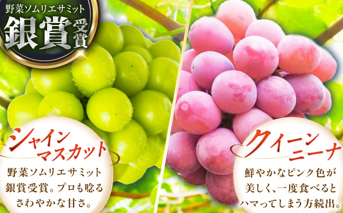 【先行予約：2026年8月中旬より発送】【贈答用】人気の2品種を食べ比べ！シャインマスカット 1房 クイーンニーナ 1房（約1kg）秀品・化粧箱入り 島根県雲南市/ギアファーム [AIAB012]