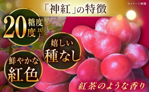 【2026年先行予約】【8月初旬頃から順次発送】【秀品】神紅・シャインマスカット 各1房 計1kg以上 島根県雲南市/池田ぶどう農園 フルーツ 果物 ぶどう セット 食べ比べ 贈答用 　 [AIAA004]