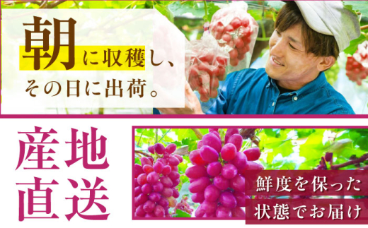 フルーツ【2026年先行予約】【10個限定】【贈答用】期待の新品種！クイーンセブン 1房（約350g）秀品・化粧箱入りぶどう 葡萄 皮ごと 種なし 果物 産直 産地直送 旬 限定 先行予約 高級 ギフト 贈答 贈り物 ブドウ オリジナル化粧箱 ギフト 星のぶどう 夏のギフト 大粒 甘い デザート スイーツ クイーンセブン 雲南 ご当地 島根県雲南市/ギアファーム [AIAB007]