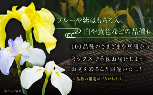 花 【4月〜11月発送】花しょうぶ（ジャパン アイリス）の苗 おまかせ6株 花 しょうぶ 菖蒲 アイリス 苗 植木 ガーデニング 庭園 植物 贈り物 ギフト 贈答品 お取り寄せ 観光 自然 園芸 お花 美しい おまかせ
ガーデニング 初心者 プランター 国産 季節 庭 ガーデン 寄せ植え 鉢植え 栽培 初心者 趣味 花好き フラワーギフト 島根県雲南市/石照庭園 [AIAC001]