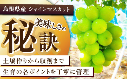 フルーツ【2026年先行予約】【8月初旬頃から順次発送】皮ごと食べれる！シャインマスカット 2房 約800g ぶどう 葡萄 皮ごと 種なし 果物 産直 産地直送 旬 プレミアム マスカット 大粒 甘い デザート スイーツ 農園 果汁 美味しい アレンジ 皮ごと 雲南 絶品 季節 旬 2房 産地直送 フルーツ ご当地 人気 おすすめ島根県雲南市/池田ぶどう農園　 [AIAA002]