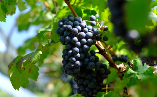 【ギフト包装】ワイン 奥出雲葡萄園 杜のワイン 白・赤 2本セット 国産 ワイン セット 白ワイン 赤ワイン 2本 2本セット 詰め合わせ 飲み比べ セット ギフト ギフト包装 ラッピング 贈り物 プレゼント 贈答 お祝い 誕生日 記念日 お酒 酒 アルコール 日本ワイン 国産ワイン 地ワイン 750ml やや甘口 スッキリ 島根県雲南市/有限会社奥出雲葡萄園 [AICS083]