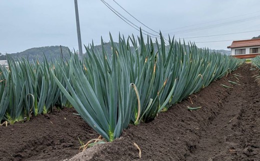 【先行予約】【2026年11月発送開始】ねぎ 焼いてそのまま美味しい！なべちゃん葱(土付き) 秀品 Lサイズ5kg 約20本 ねぎ ネギ 野菜 白ネギ 長ネギ 5kg 5キロ 大容量 産地直送 鍋 すき焼き 焼肉 BBQ 薬味 新鮮 美味しい 甘い 土付き 島根県雲南市/山さんファーム [AICO002]