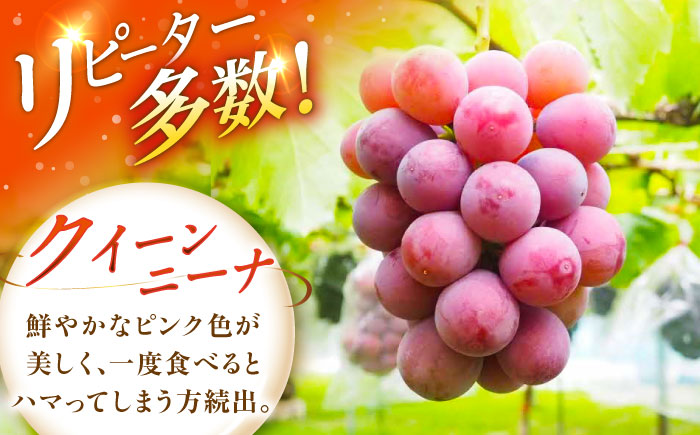 【先行予約：2026年8月中旬より発送】【数量限定】贈り物におすすめ！クイーンニーナ・ジュエリーBOX 16粒(約240g) 高級フルーツ 贈答 ブドウ 島根県雲南市/ギアファーム [AIAB018]