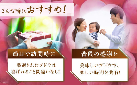 フルーツ【2026年先行予約】【20個限定】【贈答用】リピーターが続出中！クイーンニーナ 1房（約500g）秀品・化粧箱入り  ぶどう 葡萄 皮ごと 種なし 果物 産直 産地直送 旬 限定 先行予約 高級 ギフト 贈答 贈り物 プレミアム マスカット 大粒 甘い デザート スイーツ 雲南 絶品 フルーツ ブドウ ご当地 人気 おすすめ  島根県雲南市/ギアファーム [AIAB005]