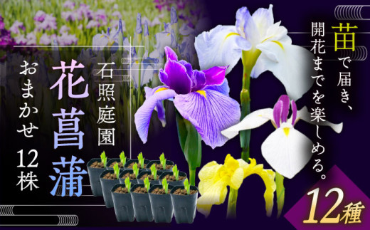 花【4月〜11月発送】花しょうぶ（ジャパン アイリス）の苗 おまかせ12株 花 しょうぶ 菖蒲 アイリス 苗 植木 ガーデニング 庭園 植物 贈り物 ギフト 贈答品 お取り寄せ 観光 自然 園芸 お花 美しい おまかせ ガーデニング 初心者 プランター 国産 季節 庭 ガーデン 寄せ植え 鉢植え 栽培 初心者 趣味 花好き フラワーギフト 島根県雲南市/石照庭園 [AIAC002]
