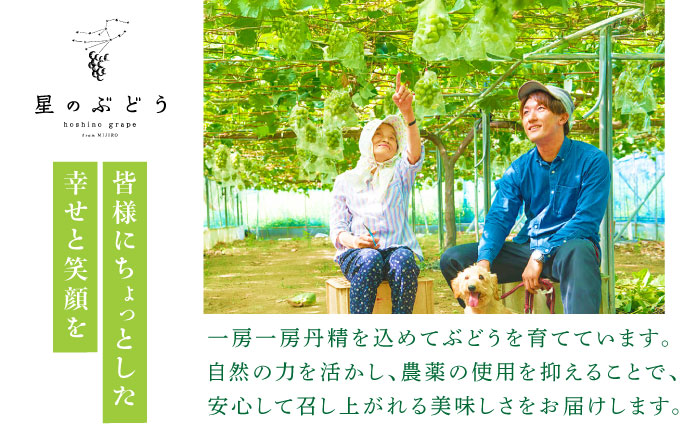 【先行予約：2026年8月中旬より発送】【ご自宅用】旬の味わいを農家直送で！ピオーネ 1房（約400g）簡易包装 訳あり 1万円 島根県雲南市/ギアファーム [AIAB014]
