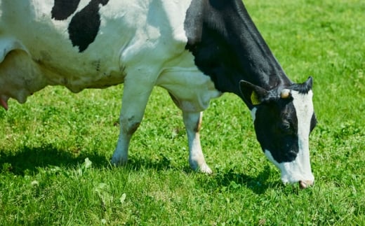 チーズ きすきのナチュラルチーズセットC｜チーズ セット 乳製品 人気 詰め合わせ 食べ比べ チーズセット カマンベール カマンベールチーズ ソフトチーズ イズモ・ラ・ルージュ ゴーダ ゴーダチーズ 木次乳業 きすき 冷蔵 産地直送 お取り寄せグルメ ご当地グルメ ご当地チーズ 国産 国内製造 美味しい おつまみ 熟成 アレンジ 料理 おすすめ?島根県雲南市/木次乳業有限会社 [AIBH041]