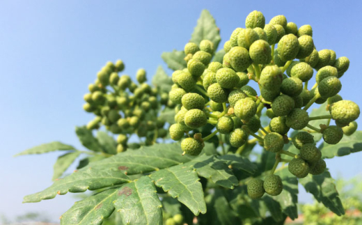 調味料【奥出雲山椒】「頼むからごはんください」ジャコのり・ジャコみそ各2個セット・山椒オリーブオイル1本セット おつまみ ごはんのお供 贈答用 セット 美味しい 佃煮 のり 山椒 ジャコ 奥出雲 調味料 郷土料理 美味しい 名産品 詰め合わせ 贈り物 ギフト お取り寄せ 人気 セット 出雲 奥出雲 雲南 オリーブオイル 詰め合わせ 島根県雲南市/いずも八山椒有限会社社 [AIAF007]