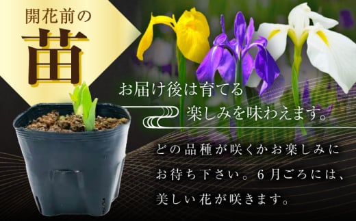 花 【4月〜11月発送】花しょうぶ（ジャパン アイリス）の苗 おまかせ6株 花 しょうぶ 菖蒲 アイリス 苗 植木 ガーデニング 庭園 植物 贈り物 ギフト 贈答品 お取り寄せ 観光 自然 園芸 お花 美しい おまかせ
ガーデニング 初心者 プランター 国産 季節 庭 ガーデン 寄せ植え 鉢植え 栽培 初心者 趣味 花好き フラワーギフト 島根県雲南市/石照庭園 [AIAC001]