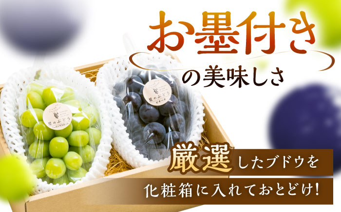 【先行予約：2026年8月中旬より発送】【贈答用】農家直送の2品種を食べ比べ！シャインマスカット 1房 ピオーネ 1房（約950g）秀品・化粧箱入り 島根県雲南市/ギアファーム [AIAB016]