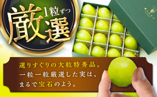 フルーツ	【2026年先行予約】【25個限定】贈り物におすすめ！シャインマスカット ジュエリーBOX 16粒(約300g) マスカット ぶどう 葡萄 皮ごと 種なし 果物 産直 産地直送 旬 限定 先行予約 高級 ギフト 贈答 贈り物 プレミアム  ジュエリーBOX 大粒 甘い デザート スイーツ 雲南 絶品 フルーツ ご当地 人気 おすすめ島根県雲南市/ギアファーム [AIAB009]