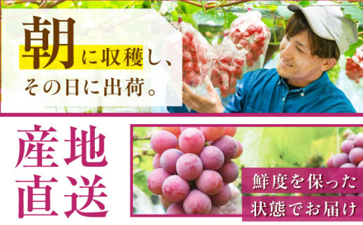 フルーツ【2026年先行予約】【20個限定】【贈答用】リピーターが続出中！クイーンニーナ 1房（約500g）秀品・化粧箱入り  ぶどう 葡萄 皮ごと 種なし 果物 産直 産地直送 旬 限定 先行予約 高級 ギフト 贈答 贈り物 プレミアム マスカット 大粒 甘い デザート スイーツ 雲南 絶品 フルーツ ブドウ ご当地 人気 おすすめ  島根県雲南市/ギアファーム [AIAB005]