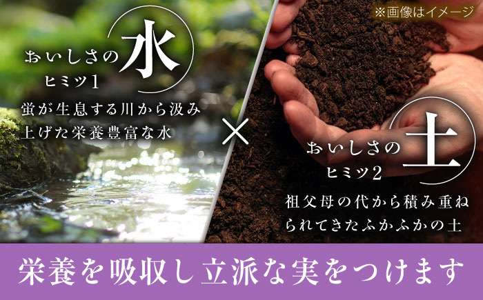 【先行予約：2026年8月中旬より発送】【ご自宅用】旬の味わいを農家直送で！ピオーネ 1房（約400g）簡易包装 訳あり 1万円 島根県雲南市/ギアファーム [AIAB014]