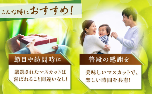 フルーツ	【2026年先行予約】【15個限定】【贈答用】旬の味わいを産地直送で！シャインマスカット 1房（約500g）秀品・化粧箱入り  ぶどう 葡萄 皮ごと 種なし 果物 産直 産地直送 旬 限定 先行予約 高級 ギフト 贈答 贈り物 プレミアム マスカット 大粒 甘い デザート スイーツ 雲南 絶品 フルーツ ご当地 人気 おすすめ 島根県雲南市/ギアファーム [AIAB003]