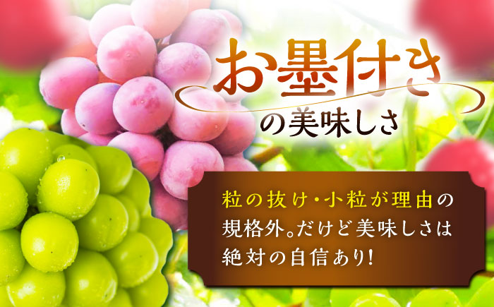 【先行予約：2026年8月中旬より発送】【ご自宅用】人気の2品種を食べ比べ！シャインマスカット 1房 クイーンニーナ 1房（約950g）簡易包装 訳あり 島根県雲南市/ギアファーム [AIAB013]
