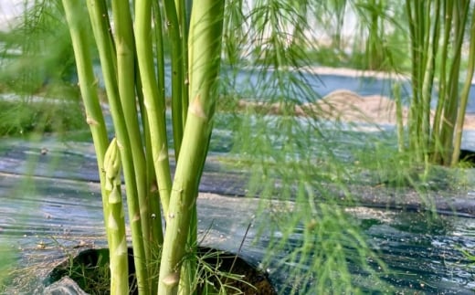 【全2回定期便】【先行予約】【2026年4月以降発送】春＆夏アスパラガス 各1kg 島根県雲南市/tasten 野菜 アスパラ 数量限定 20個 [AIEJ002]