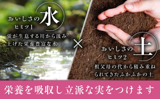 フルーツ【全3回定期便】【2026年先行予約】【30個限定】【自宅用】毎月ぶどうをお届け！イチオシ3品種 各2房  厳選 シャインマスカット マスカット ブドウ ぶどう 葡萄 大粒 季節 夏 限定 優品 果物 フルーツ お取り寄せ 旬 美味しい 毎月お届け 定期便  自宅 家族 クイーンニーナ クイーンセブン 糖度 人気 おすすめ 一押し 定期便 島根県雲南市/ギアファーム [AIAB011]