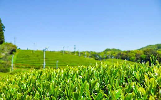 お茶 ふるさとの味 煎茶3種セット お茶 緑茶 飲み比べ ギフト お中元 お歳暮 日本茶 緑茶 煎茶 3種 3種類 セット 詰め合わせ 飲み比べセット 飲料 ドリンク 茶葉 お取り寄せ カテキン 健康 人気 おすすめ 産地直送 ギフト 贈り物 プレゼント 贈答 来客用 高級 上質 旨味 甘味 渋味 バランス おいしい 島根 雲南 島根県雲南市/砂子原茶業組合s [AIBV001]