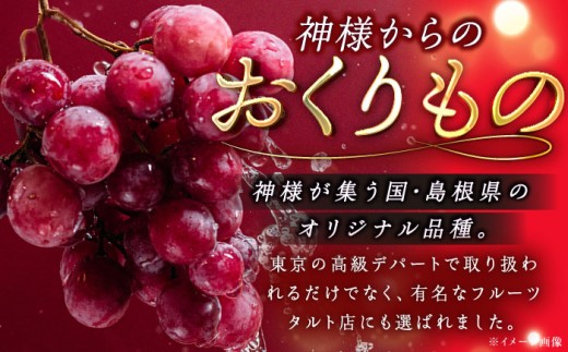 ぶどう【2026年先行予約】【8月初旬頃から順次発送】島根県オリジナル品種「神紅」1房 500g以上 葡萄 ぶどう ブドウ 厳選 島根県産 1房 先行予約 期間限定 フルーツ 種なし 皮ごと 高糖度 甘い 大きい 果実 人気 新鮮 くだもの 雲南市 こだわり しんく オリジナル 品種 果物 種なし葡萄 産地直送 人気 おすすめ 島根県雲南市/池田ぶどう農園　 [AIAA001]