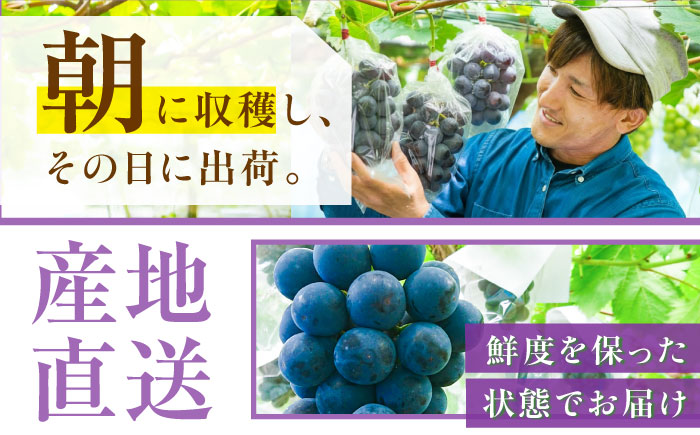 【先行予約：2026年8月中旬より発送】【ご自宅用】旬の味わいを農家直送で！ピオーネ 1房（約400g）簡易包装 訳あり 1万円 島根県雲南市/ギアファーム [AIAB014]