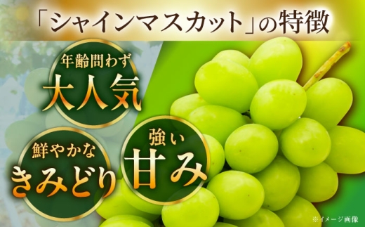 【2026年先行予約】【8月初旬頃から順次発送】【秀品】神紅・シャインマスカット 各1房 計1kg以上 島根県雲南市/池田ぶどう農園 フルーツ 果物 ぶどう セット 食べ比べ 贈答用 　 [AIAA004]