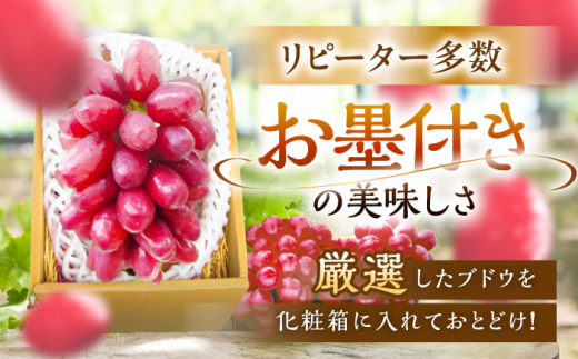 フルーツ【2026年先行予約】【10個限定】【贈答用】期待の新品種！クイーンセブン 1房（約350g）秀品・化粧箱入りぶどう 葡萄 皮ごと 種なし 果物 産直 産地直送 旬 限定 先行予約 高級 ギフト 贈答 贈り物 ブドウ オリジナル化粧箱 ギフト 星のぶどう 夏のギフト 大粒 甘い デザート スイーツ クイーンセブン 雲南 ご当地 島根県雲南市/ギアファーム [AIAB007]