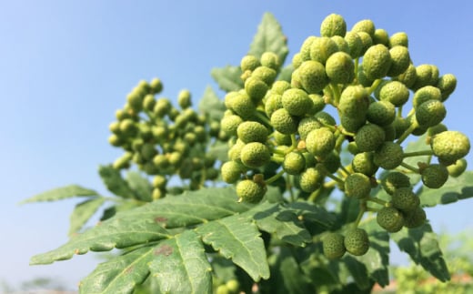 調味料【奥出雲山椒】「頼むからごはんください」ジャコみそ 6個セット | おつまみ ごはんのお供 贈答用 セット 美味しい 佃煮 のり みそ おかず 山椒 ジャコ 奥出雲 調味料 郷土料理 伝統 食材 美味しい 名産品 詰め合わせ 贈り物 ギフト つくだ煮 お取り寄せ 人気 ごはん ジャコ 味噌 セット 出雲 奥出雲 雲南 セット 島根県雲南市/いずも八山椒有限会社[AIAF003]