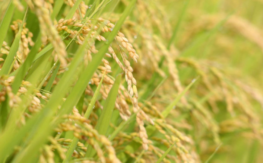 麺 グルテンフリー米粉100%麺 田守り麺（丸麺）100g入×9袋 | グルテンフリー 米粉 麺 田守り麺 丸麺 グルテンフリー 米粉麺 米麺 ライスヌードル 100% 100パーセント アレルギー対応 小麦不使用 丸麺 細麺 スパゲッティ 9袋 9個 9食 9人前 セット 詰め合わせ 大容量 乾麺 麺類 パスタ 贈り物 ギフト プレゼント 島根県雲南市/有限会社木村有機農園[AICU006]