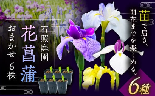 花 【4月〜11月発送】花しょうぶ（ジャパン アイリス）の苗 おまかせ6株 花 しょうぶ 菖蒲 アイリス 苗 植木 ガーデニング 庭園 植物 贈り物 ギフト 贈答品 お取り寄せ 観光 自然 園芸 お花 美しい おまかせ ガーデニング 初心者 プランター 国産 季節 庭 ガーデン 寄せ植え 鉢植え 栽培 初心者 趣味 花好き フラワーギフト 島根県雲南市/石照庭園 [AIAC001]