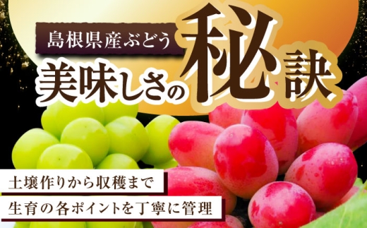 【2026年先行予約】【8月初旬頃から順次発送】【秀品】神紅・シャインマスカット 各1房 計1kg以上 島根県雲南市/池田ぶどう農園 フルーツ 果物 ぶどう セット 食べ比べ 贈答用 　 [AIAA004]