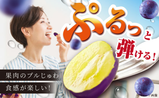 フルーツ 【2026年先行予約】【8月初旬頃から順次発送】溢れる果汁がたまらない！巨峰 2房 約700g ぶどう 葡萄 果物 産直 産地直送 ブドウ 旬 甘い デザート スイーツ 農園  果汁 美味しい アレンジ 果実 人気 新鮮 贈答 くだもの こだわり 雲南 絶品 季節 旬 2房 産地直送 フルーツ ご当地 人気 おすすめ 島根県雲南市/池田ぶどう農園　 [AIAA003]
