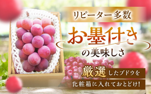 フルーツ【2026年先行予約】【20個限定】【贈答用】リピーターが続出中！クイーンニーナ 1房（約500g）秀品・化粧箱入り  ぶどう 葡萄 皮ごと 種なし 果物 産直 産地直送 旬 限定 先行予約 高級 ギフト 贈答 贈り物 プレミアム マスカット 大粒 甘い デザート スイーツ 雲南 絶品 フルーツ ブドウ ご当地 人気 おすすめ  島根県雲南市/ギアファーム [AIAB005]