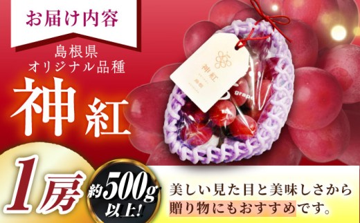 ぶどう【2026年先行予約】【8月初旬頃から順次発送】島根県オリジナル品種「神紅」1房 500g以上 葡萄 ぶどう ブドウ 厳選 島根県産 1房 先行予約 期間限定 フルーツ 種なし 皮ごと 高糖度 甘い 大きい 果実 人気 新鮮 くだもの 雲南市 こだわり しんく オリジナル 品種 果物 種なし葡萄 産地直送 人気 おすすめ 島根県雲南市/池田ぶどう農園　 [AIAA001]